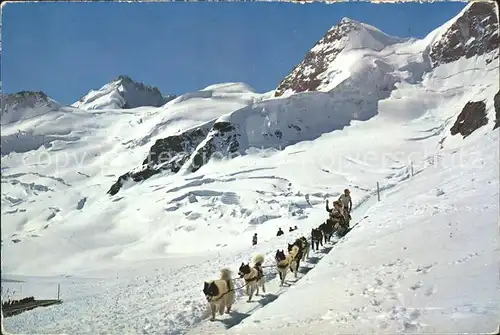 Jungfraujoch Schlittenhunde mit Gletscherhorn und Rottalhorn Kat. Jungfrau