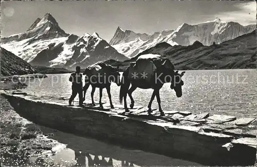 Bachalpsee Schreckhorn Finsteraarhorn Fiescherwand Kat. Grindelwald