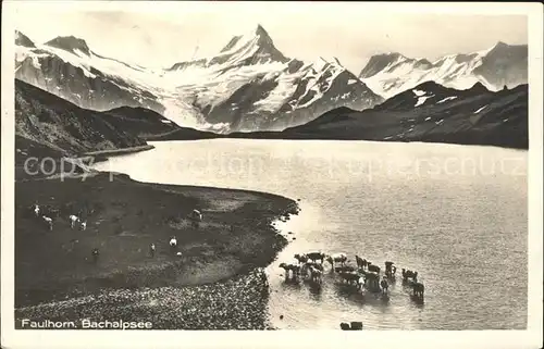 Bachalpsee mit Faulhorn Kuehe Kat. Grindelwald