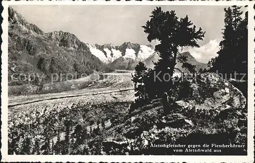 Aletschgletscher gegen die Fiescherhoerner Aletschwald Kat. Aletsch Grosser