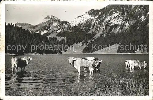 Alpstein S?mtisersee mit Hoher Kasten Rinder Kat. Alpstein