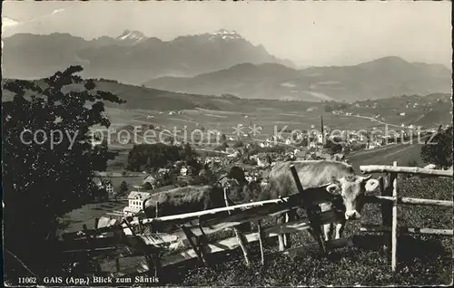 Gais AR Panorama mit Saentis Rinder / Gais /Bz. Mittelland