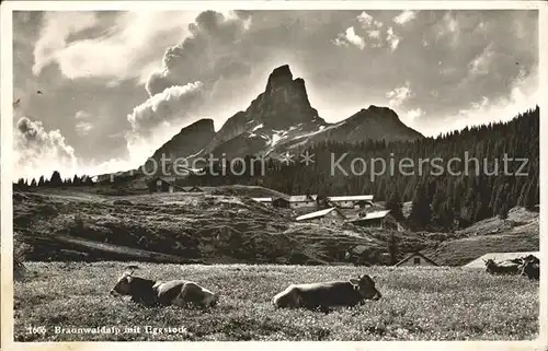 Braunwald GL Kuehe Alp mit Eggstock Kat. Braunwald