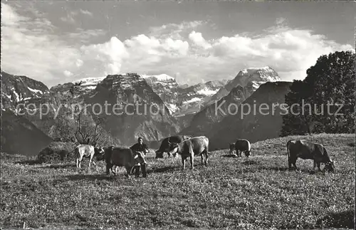 Braunwald GL Alp Kuehe Selbsanft Bifertenstock Toedi Kat. Braunwald