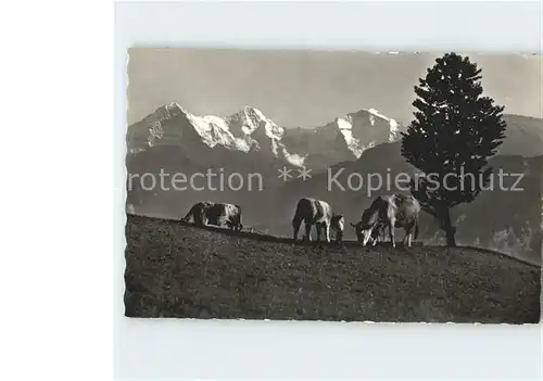 Beatenberg Alpweide Eiger Moench Jungfrau Kuh Kat. Beatenberg