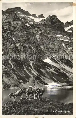 Oberblegisee mit Alpen Rinder Kat. Luchsingen