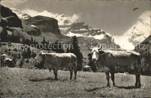 Kiental Buettlassen und Gamchiluecke Rinder Kat. Kiental