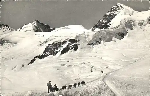 Jungfraujoch Schlittenhunde mit Rottalhorn Kat. Jungfrau