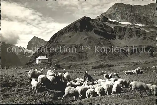 Surenenpass Landschaftspanorama Schafherde Kat. Surenenpass