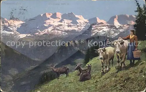 Niesen Niesenbahn mit Bluemlisalp Viehhirtin Kat. Niesen