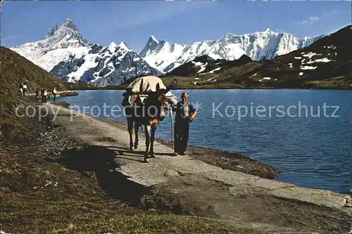 Bachalpsee Maultiertransport Schreckhorn Finsteraarhorn und Fiescherhoerner Kat. Grindelwald