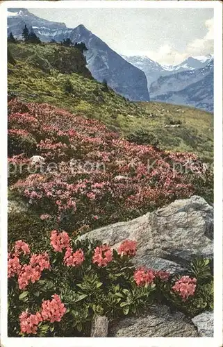 Wengernalp Rhododendron hirsutum   Rauhhaarige Alpenrose Kat. Wengen