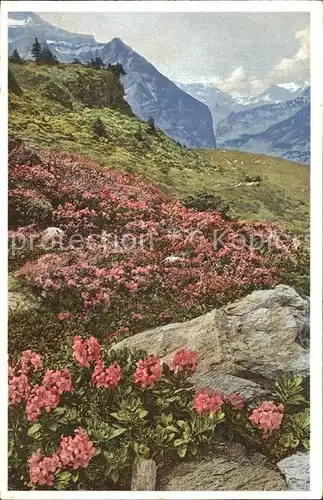 Wengernalp Rhododendron hirsutum   Rauhhaarige Alpenrose Kat. Wengen