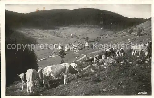 Aeule Panorama Viehweide  Kat. Schluchsee