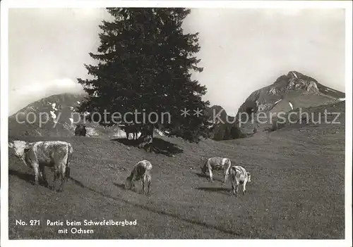 Schwefelbergbad Weide mit Ochsen Kat. Sangernboden