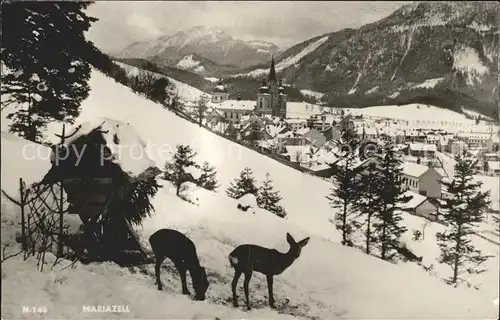 Mariazell Steiermark Rehe Futterhaus Kat. Mariazell