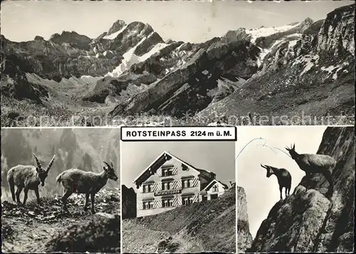 Rotsteinpass Blick Meglisalp Altmann Lisengrat Saentis Bergziege Kat. Rotsteinpass