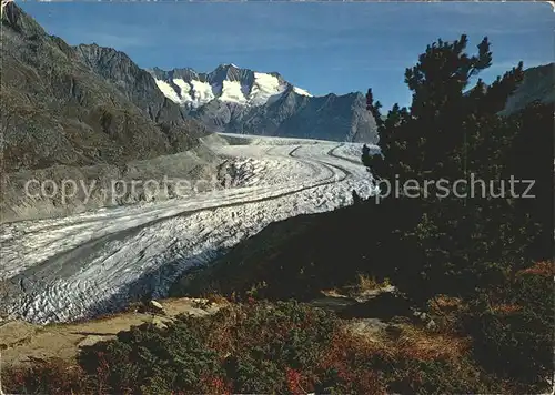 Aletschgletscher mit Aletschwald und Wannenhorn Kat. Aletsch Grosser