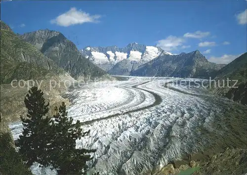 Aletschgletscher Naturschutgebiet Aletschwald Kat. Aletsch Grosser