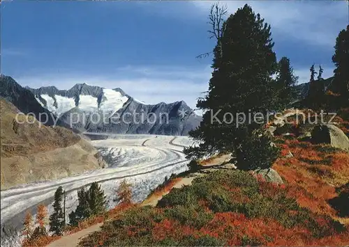 Aletschgletscher mit Aletschwald Schoenbuehlhorn und Wannenhorn Kat. Aletsch Grosser