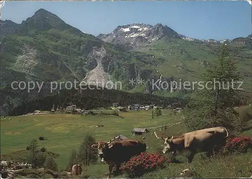 Maloja GR Kuehe / Maloja Graubuenden /Bz. Maloja