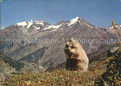 Saas Fee mit Fletschhorn Laquinhorn und Weissmies Murmeltier Kat. Saas Fee