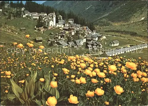 Bosco Gurin Gesamtansicht Blumenwiese Kat. Bosco Gurin