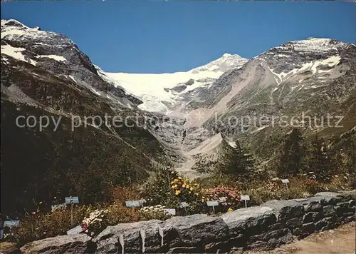 Alp Gruem Alpengarten mit Paluegletscher Kat. Alp Gruem
