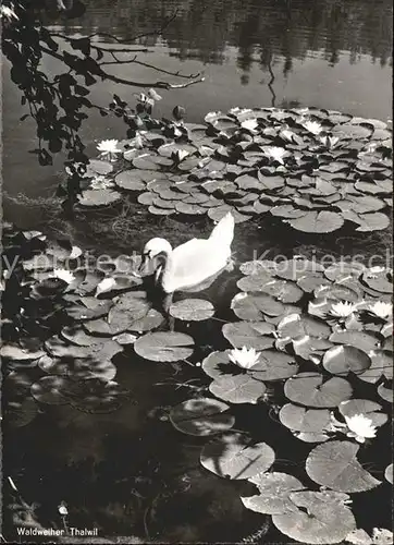 Thalwil Waldweiher Schwan Kat. Thalwil