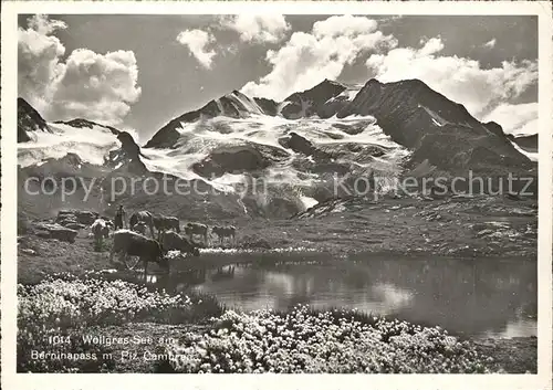 Pontresina Wollgrassee Berninapass Kuehe Kat. Pontresina