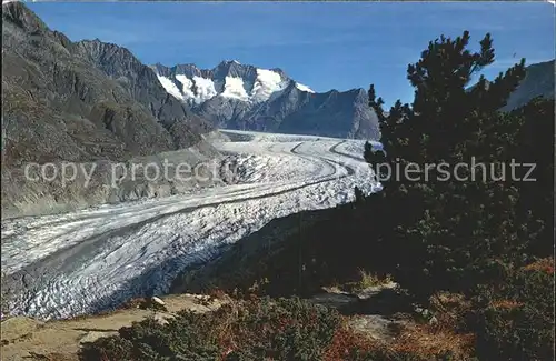 Aletschgletscher Aletschwald Wannenhorn Kat. Aletsch Grosser