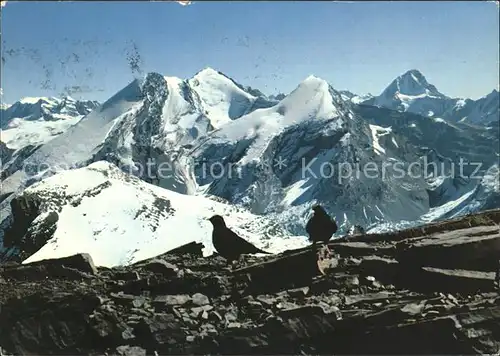 Wildstrubel Blick zum Altels Balmhorn Rinderhorn Bietschhorn Kat. Wildstrubel