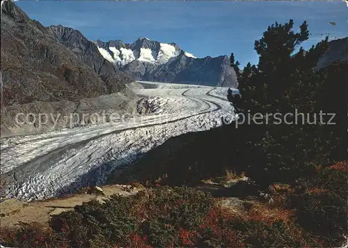 Aletschgletscher mit Aletschwald und Wannenhorn Kat. Aletsch Grosser