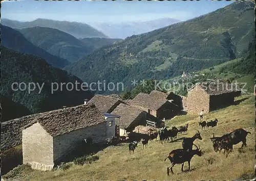 Indemini Il Ticino pittoresco Bergziegen Kat. Indemini