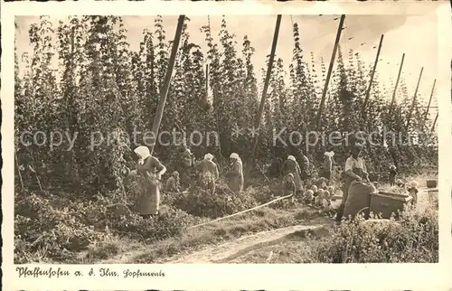 Pfaffenhofen Ilm Hopfenernte Buetten Kat. Pfaffenhofen a.d.Ilm