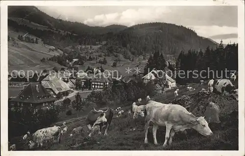 Menzenschwand Kuehe Kat. St. Blasien