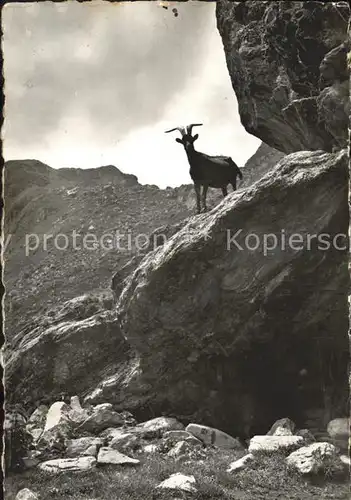 Beatenberg Auf der Alp Steinbock Kat. Beatenberg