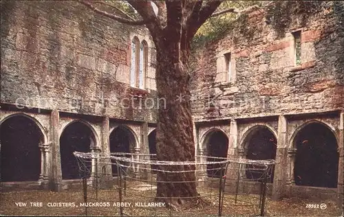 Yew Tree  Cloisters Muckross Abbey Killarney Kat. Liverpool