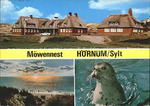 Hoernum Sylt Moewennest Panorama Seehund Kat. Hoernum (Sylt)