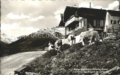 Fuegen Gasthaus Schelleberg Kuehe Kat. Fuegen Zillertal