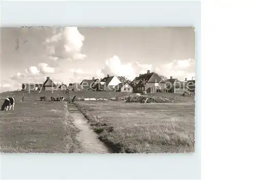 Hallig Hooge Teilansicht Viehweide Kat. Hooge