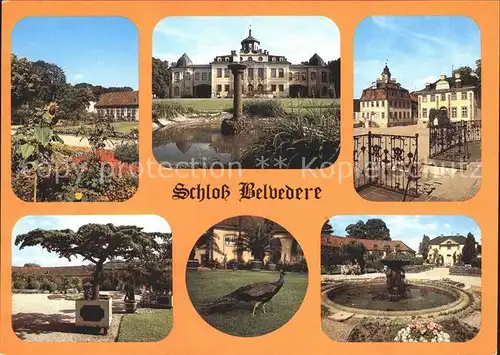 Weimar Thueringen Schloss Belvedere Pfau Kat. Weimar