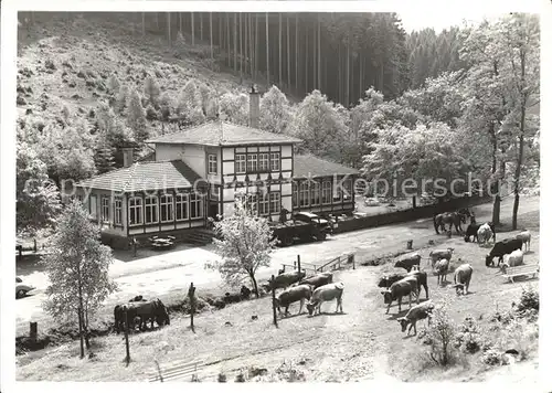 Finsterbergen Kuehe Pferde Haus Kat. Finsterbergen Thueringer Wald