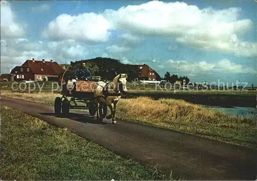 Hallig Hooge Backenswarft Pferdewagen Kat. Hooge