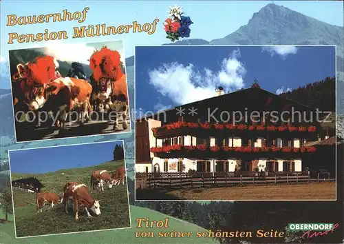 Oberndorf Tirol Bauernhof Pension Muellnerhof Kuehe Kat. Oberndorf in Tirol