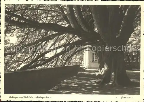 Saeckingen Rhein Schlossgarten Alter Baum Kat. Bad Saeckingen