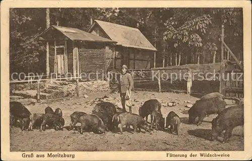 Moritzburg Sachsen Wildschweine Kat. Moritzburg Dresden