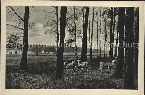 Dresden Heidewirtschaft Hofwiese Kat. Dresden Elbe