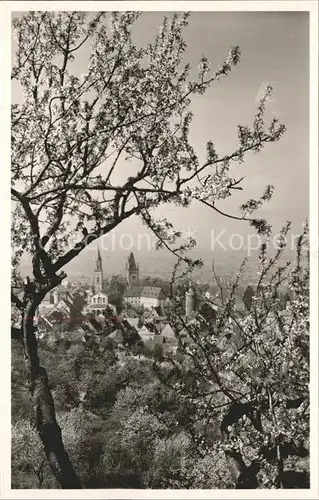 Weinheim Bergstrasse Baumbluete Blick auf Altstadt Kat. Weinheim