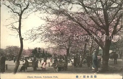 Yokohama Cherry Blossom Yokohama Park / Yokohama /